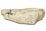 Dinosaur (Triceratops) Frill Shield Section - Montana #373871-1